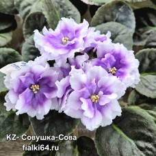 KZ-Совушка-Сова